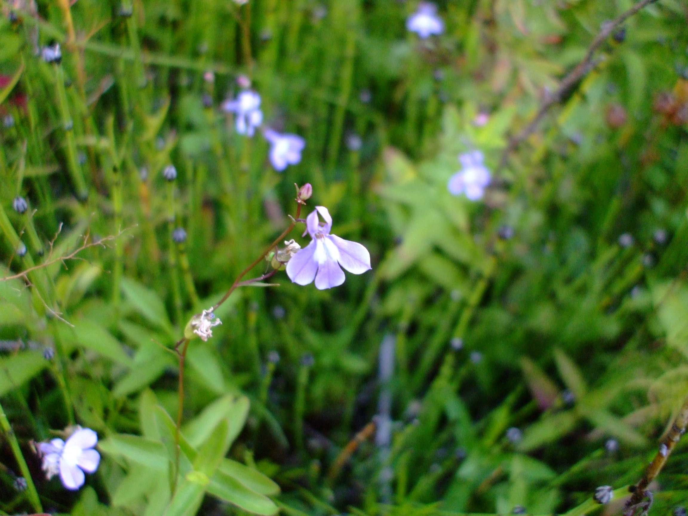 Lobelia kalmii